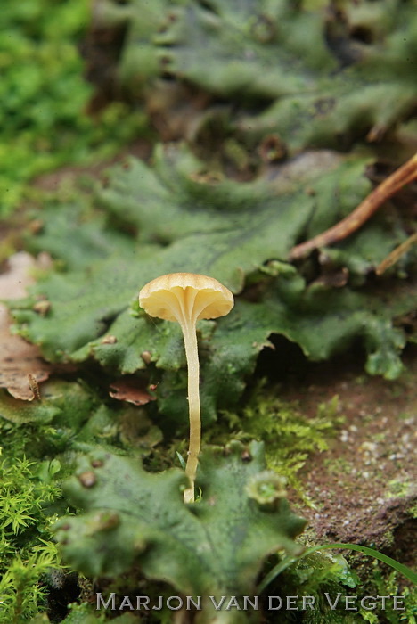 Levermostrechtertje - Loreleia marchantiae